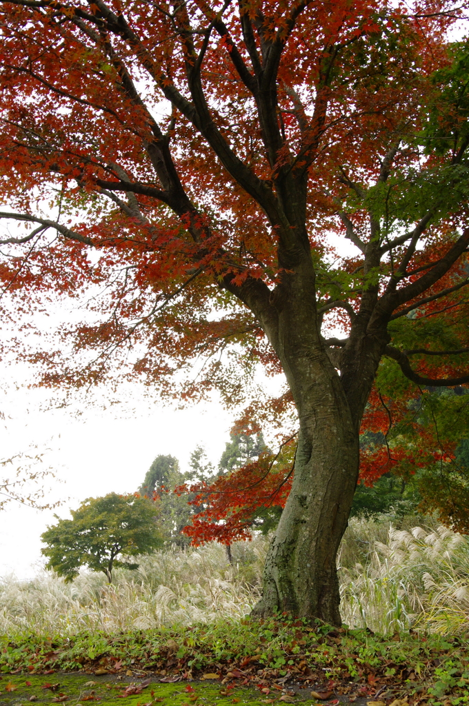 momiji21