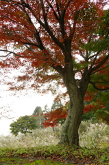 momiji21