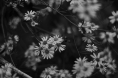 忘却の花