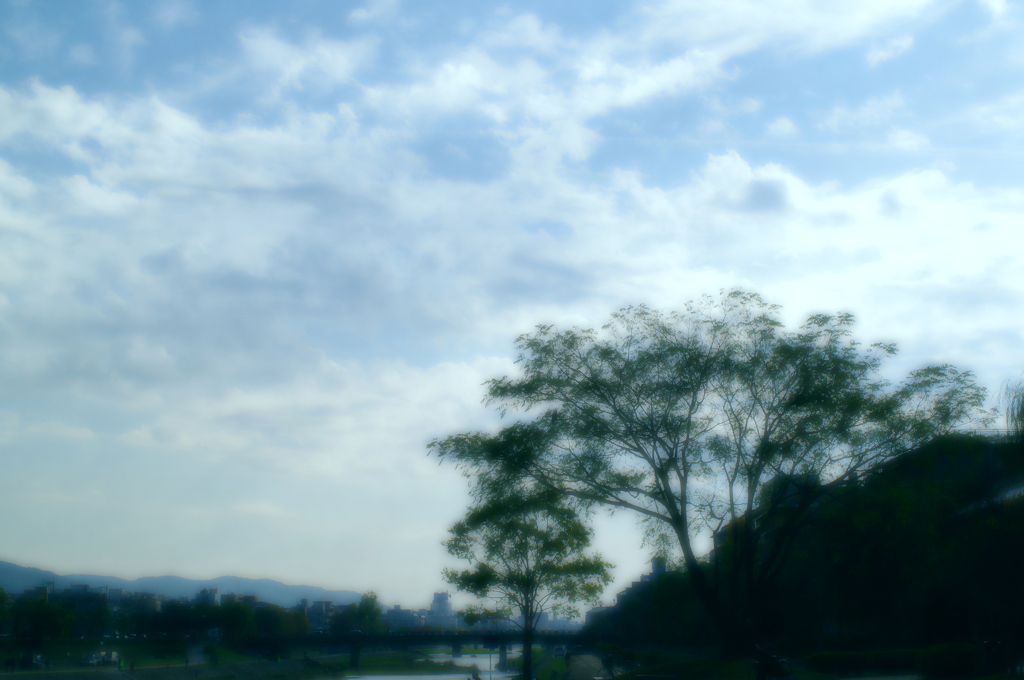 樹のやわらかさ