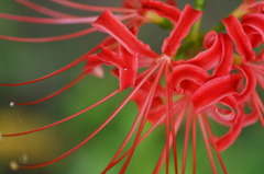 曼珠沙華