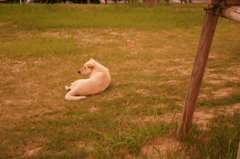 野犬