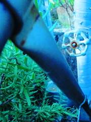 blue