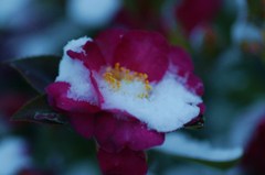 華雪