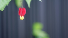 花提灯