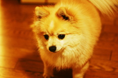 愛犬