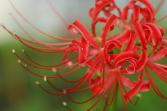 曼珠沙華-3