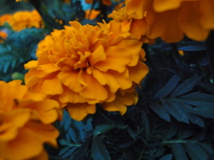 under