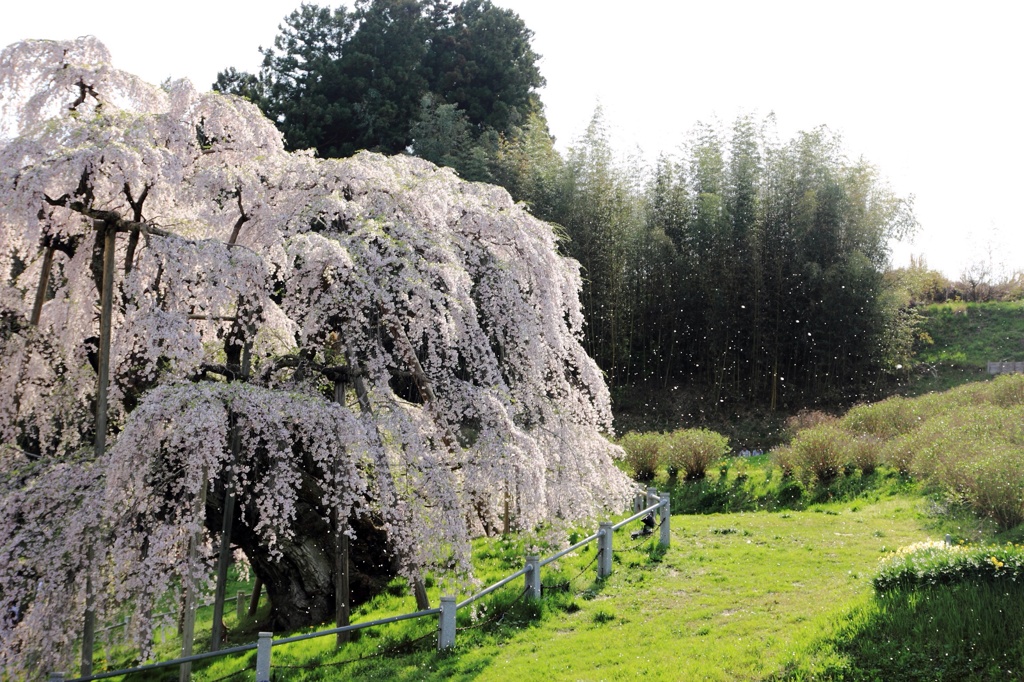 三春滝桜(蔵出し)