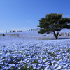 baby blue eyes ~nemophila~