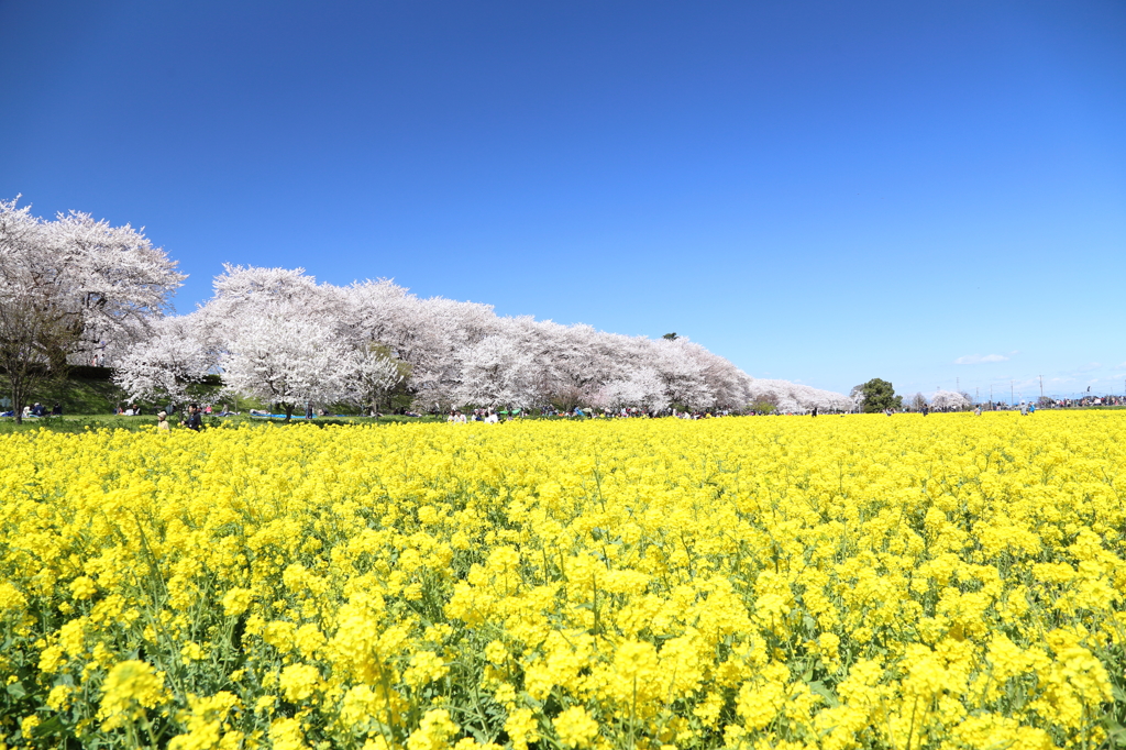 権現堂桜堤