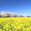 権現堂桜堤