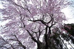 福聚寺の桜を見上げて