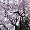 福聚寺の桜を見上げて
