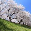 権現堂桜堤