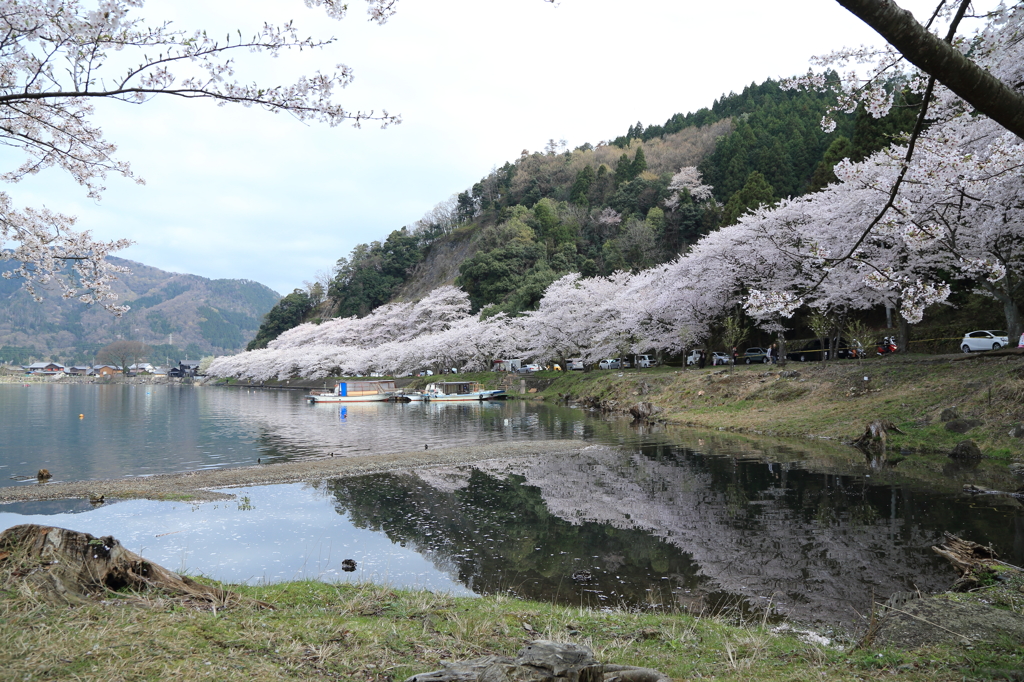 海津大崎の桜