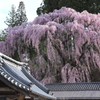 福聚寺の枝垂れ桜