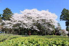 茶畑に咲く桜