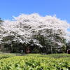 茶畑に咲く桜