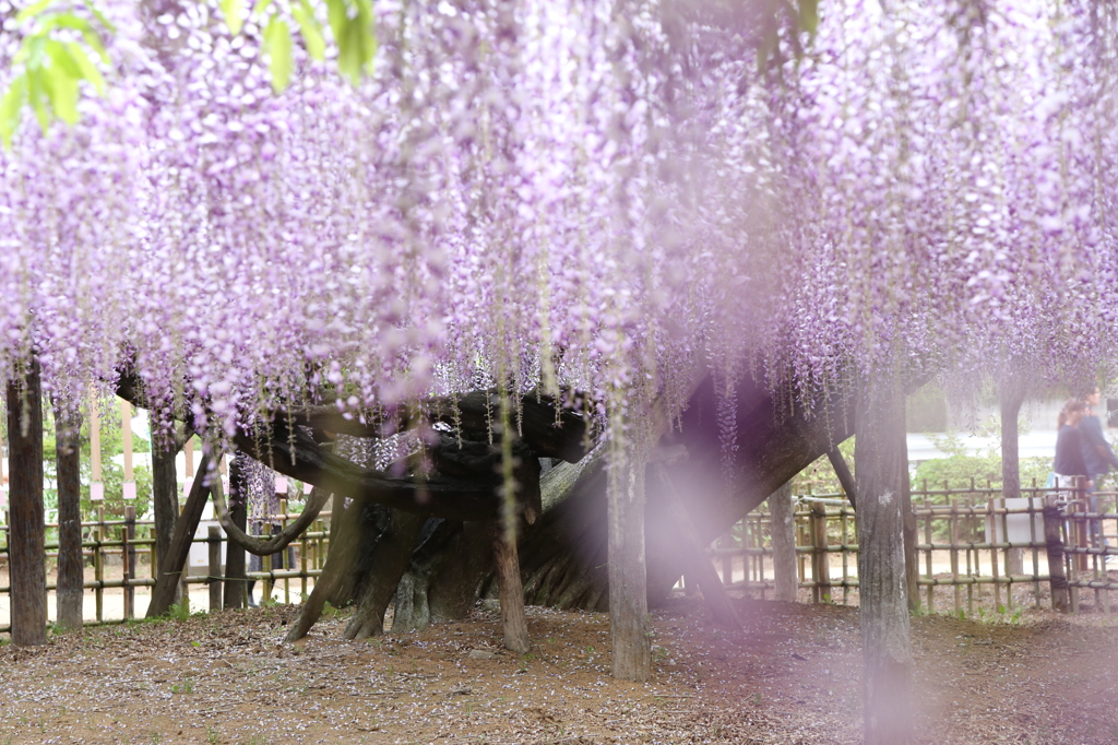 Shower of wisteria