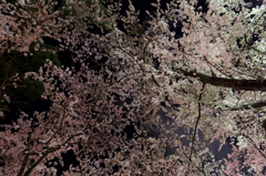 桜を見上げて