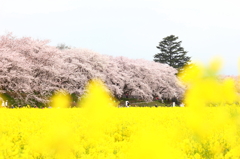 権現堂桜堤