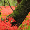 巾着田の曼珠沙華