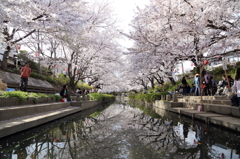 元荒川桜堤