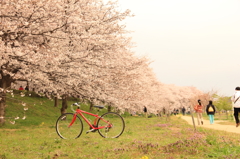 権現堂桜堤