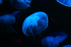 jelly fish