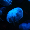 jelly fish