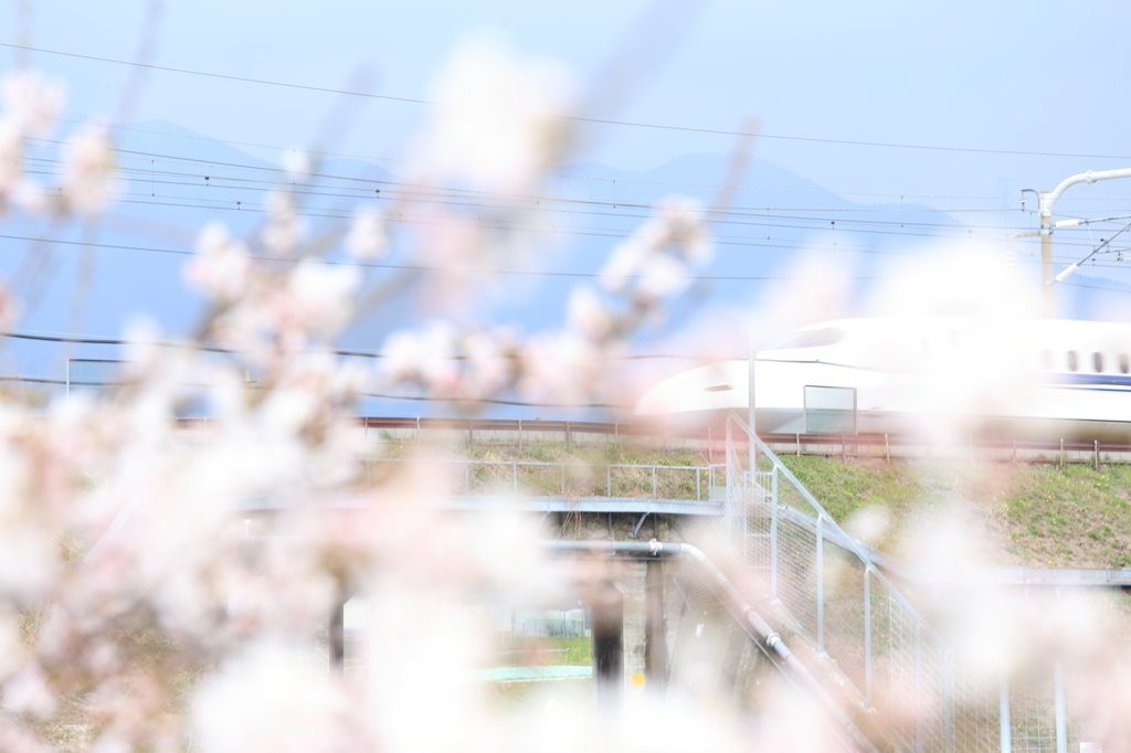新幹線と桜