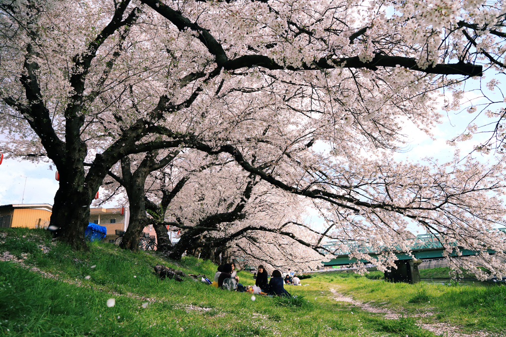 桜舞う