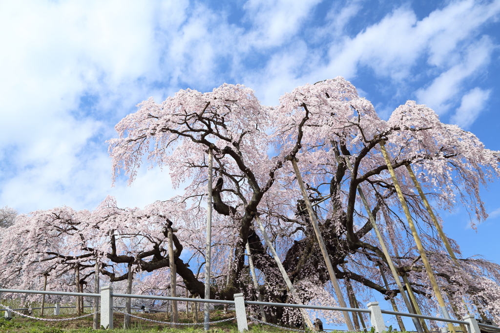 三春滝桜