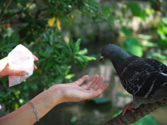 人間と鳩