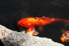 koi