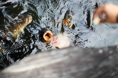 食べさせてくれーー！