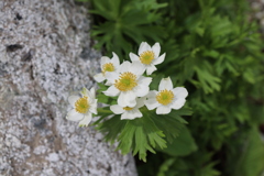 159A4254