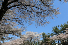 4U0A5040