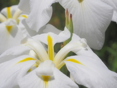 菖蒲