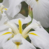 菖蒲