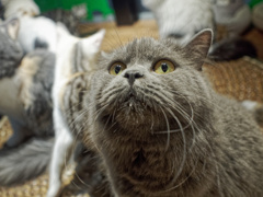 猫カフェ