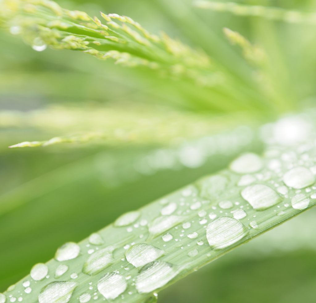 雨上がり