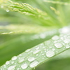 雨上がり
