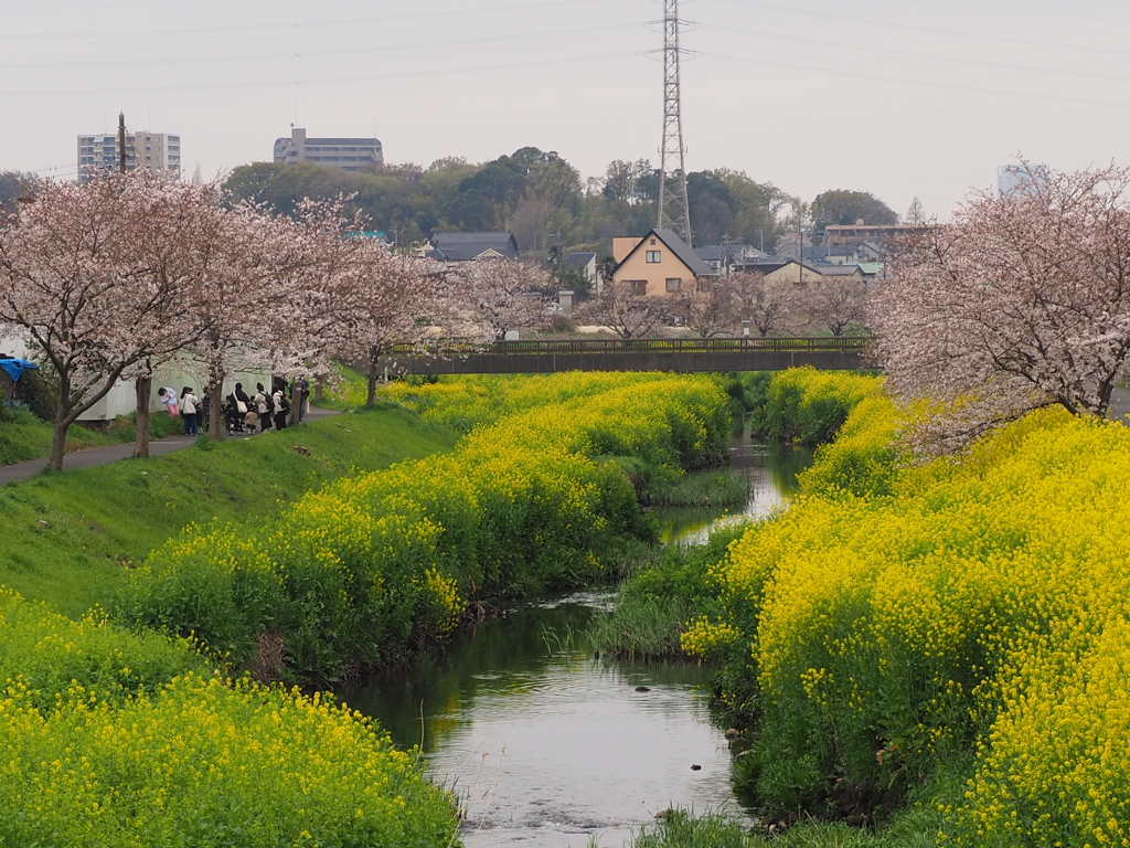 花見