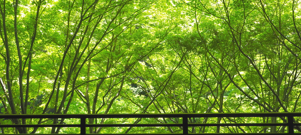 植物園
