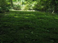 植物園　苔道
