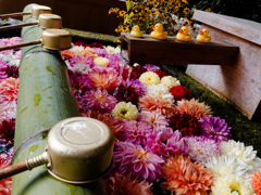 草津　花手水