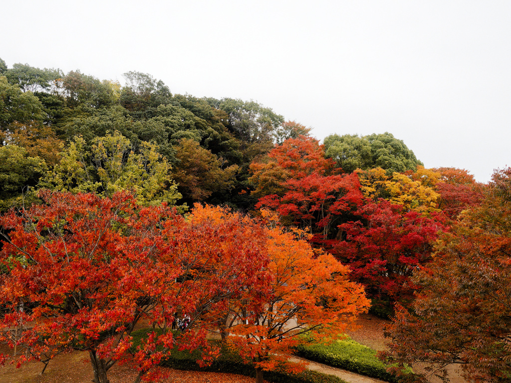 紅葉
