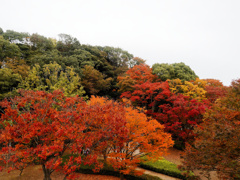紅葉